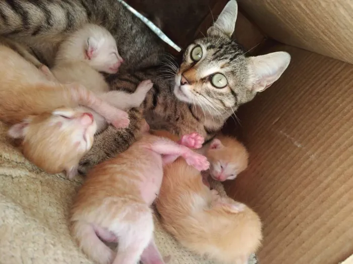 Gato ra a  idade Abaixo de 2 meses nome Gata