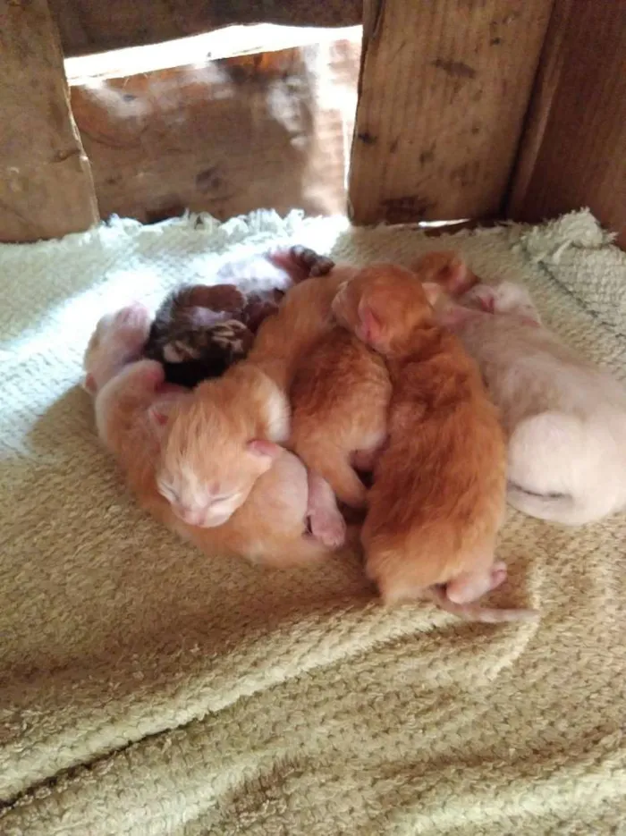 Gato ra a  idade Abaixo de 2 meses nome Gata