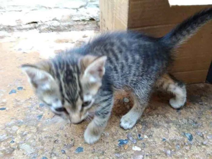 Gato ra a  idade Abaixo de 2 meses nome Gata