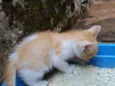Gata