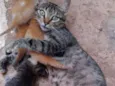 Gata