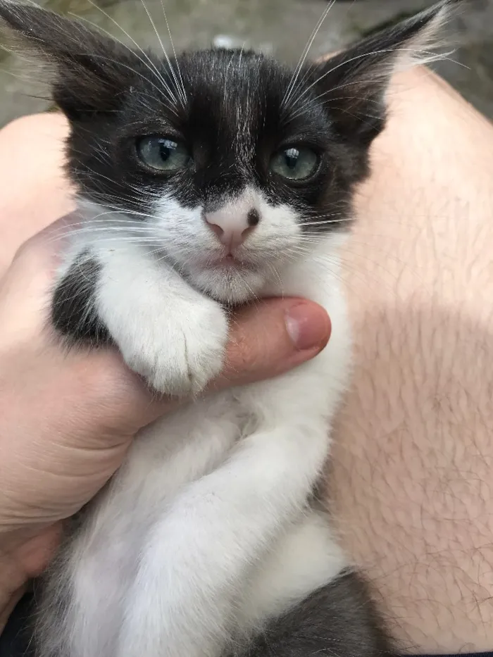 Gato ra a Frajolinhas idade 2 a 6 meses nome 3 machos 1 fêmea