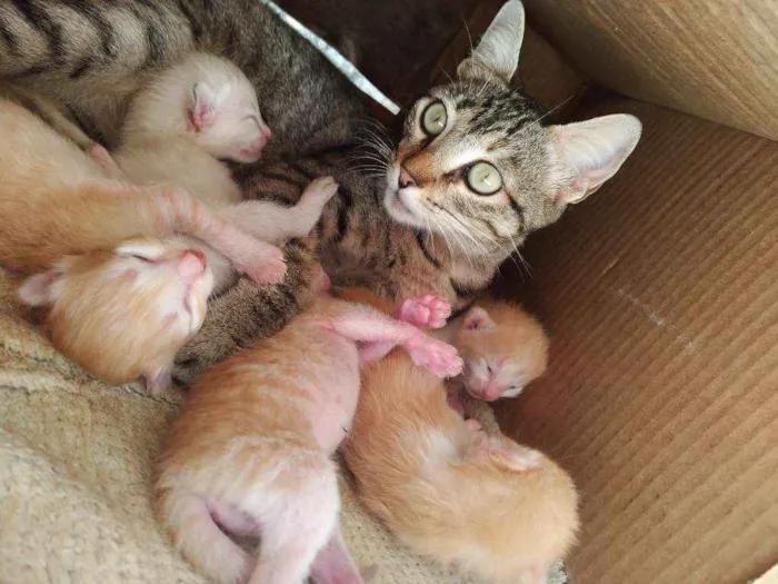 Gato ra a  idade Abaixo de 2 meses nome Gata