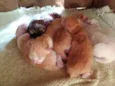 Gata