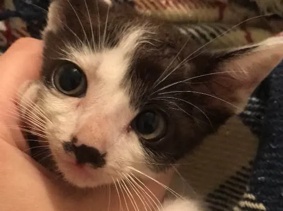 Gato ra a Frajolinhas idade 2 a 6 meses nome 3 machos 1 fêmea