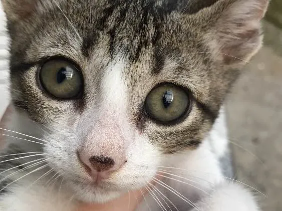 Gato ra a Frajolinhas idade 2 a 6 meses nome 3 machos 1 fêmea