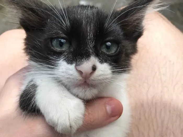 Gato ra a Frajolinhas idade 2 a 6 meses nome 3 machos 1 fêmea
