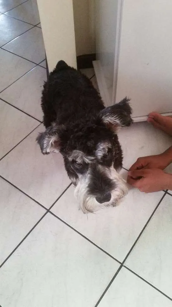 Cachorro raça Shinowser idade 7 a 11 meses nome Bella