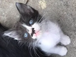 Gato raça Frajolinhas idade 2 a 6 meses nome 3 machos 1 fêmea
