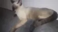 Fofos