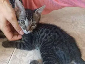Gato raça SRD idade 2 a 6 meses nome Gatinhos