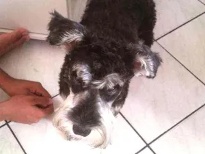 Cachorro raça Shinowser idade 7 a 11 meses nome Bella