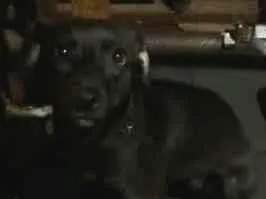 Cachorro raça indefinida idade 1 ano nome SOMBRA