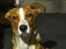 Cachorro raça indefinida LINDO idade 7 a 11 meses nome LARGURA