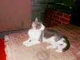 Morgado