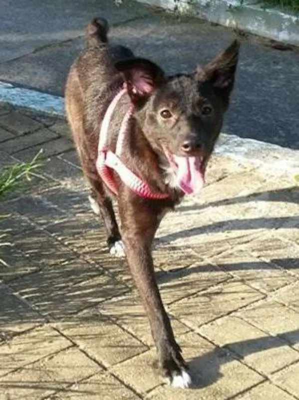 Cachorro ra a SRD idade 1 ano nome Mel 