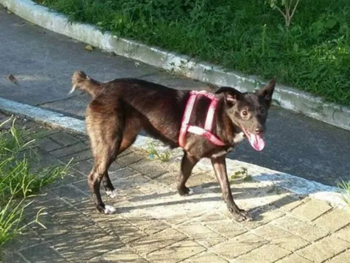 Cachorro ra a SRD idade 1 ano nome Mel 