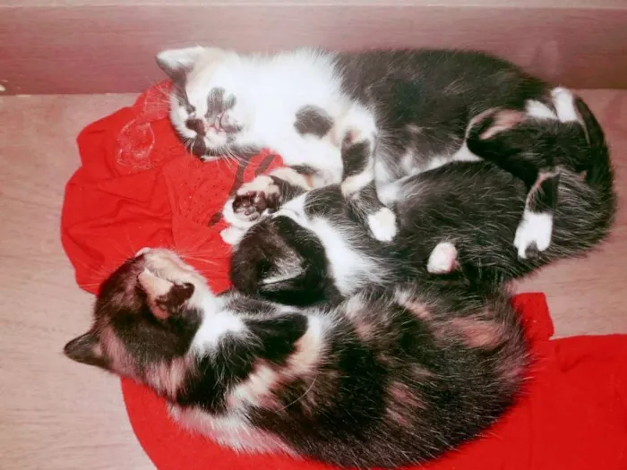 Gato ra a Vira lata idade Abaixo de 2 meses nome Sem nome