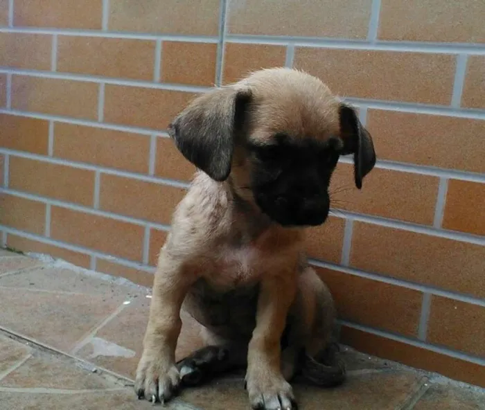 Cachorro ra a indefinida idade 2 a 6 meses nome nao tem