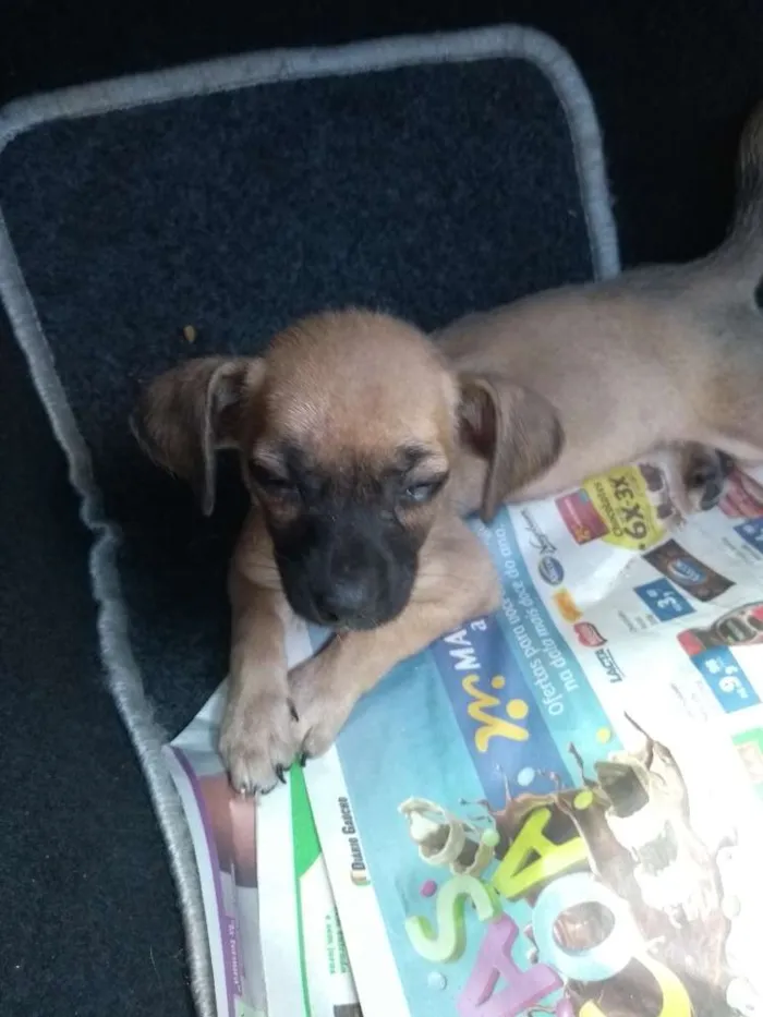 Cachorro ra a indefinida idade 2 a 6 meses nome nao tem