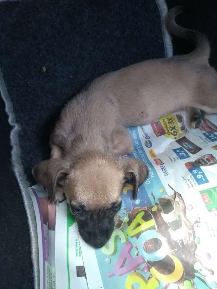Cachorro ra a indefinida idade 2 a 6 meses nome nao tem