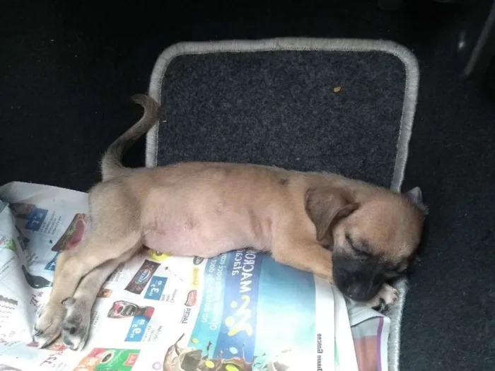 Cachorro ra a indefinida idade 2 a 6 meses nome nao tem
