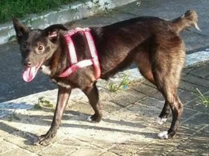 Cachorro ra a SRD idade 1 ano nome Mel 