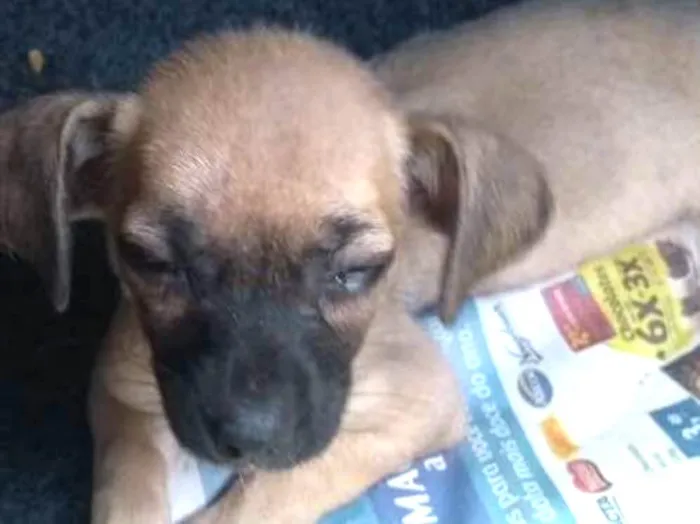 Cachorro ra a indefinida idade 2 a 6 meses nome nao tem