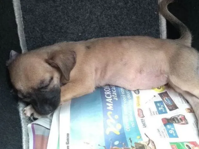Cachorro ra a indefinida idade 2 a 6 meses nome nao tem
