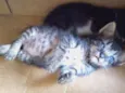 Gatinhos