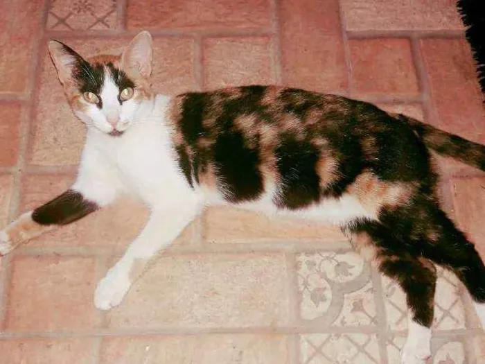 Gato ra a Sem raça  idade 2 anos nome Guania 