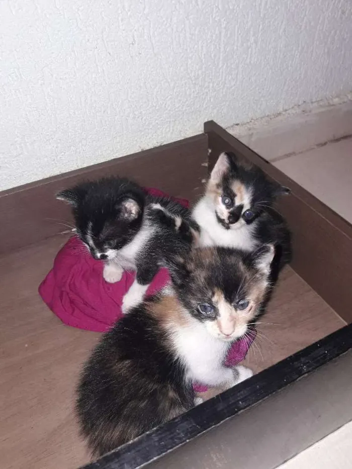 Gato ra a Vira lata idade Abaixo de 2 meses nome Sem nome
