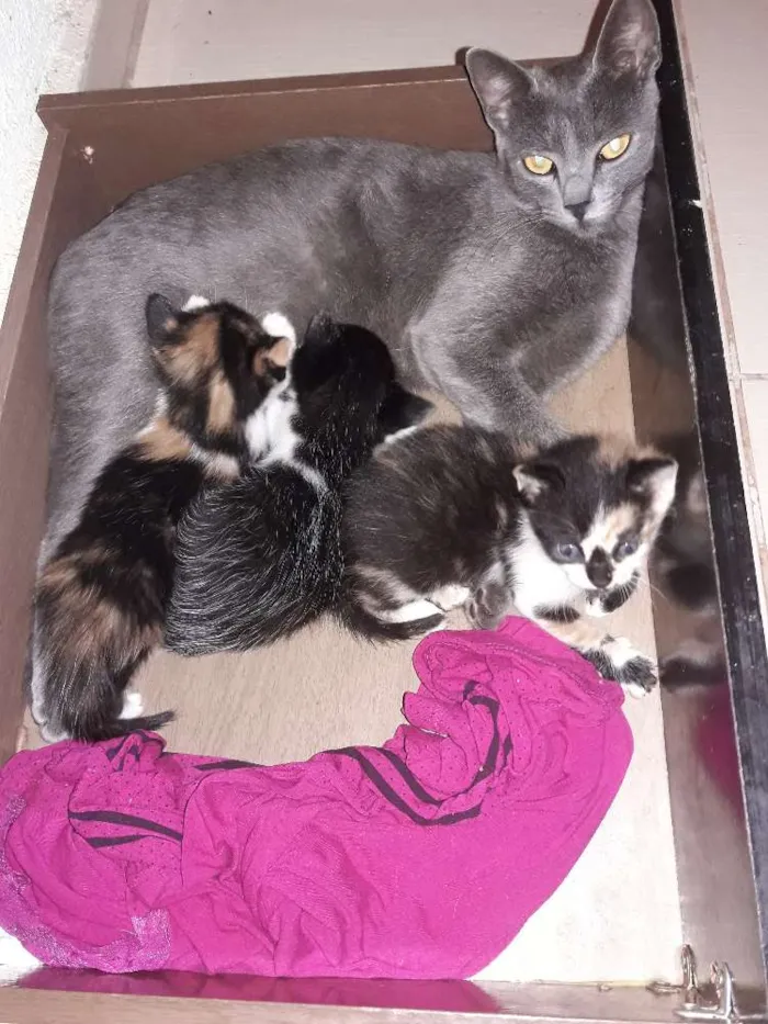 Gato ra a Vira lata idade Abaixo de 2 meses nome Sem nome
