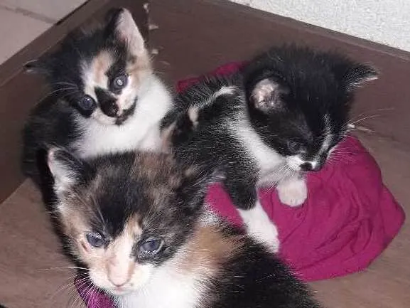 Gato ra a Vira lata idade Abaixo de 2 meses nome Sem nome