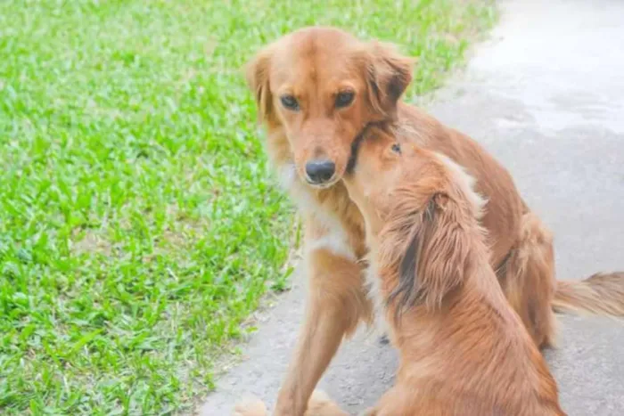 Cachorro ra a Mestiças idade 3 anos nome Rutinha e Racquel