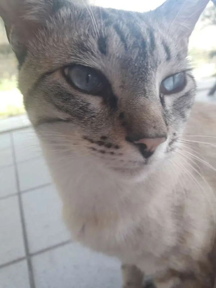 Gato ra a  idade 1 ano nome Sequela