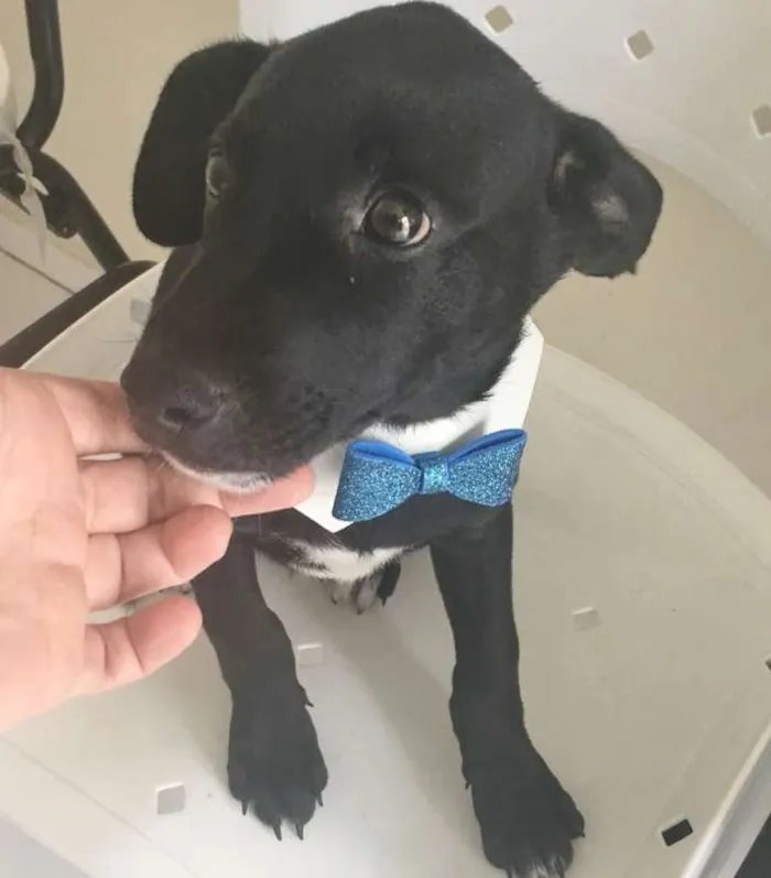 Cachorro ra a SRD idade 2 a 6 meses nome TOTÓ