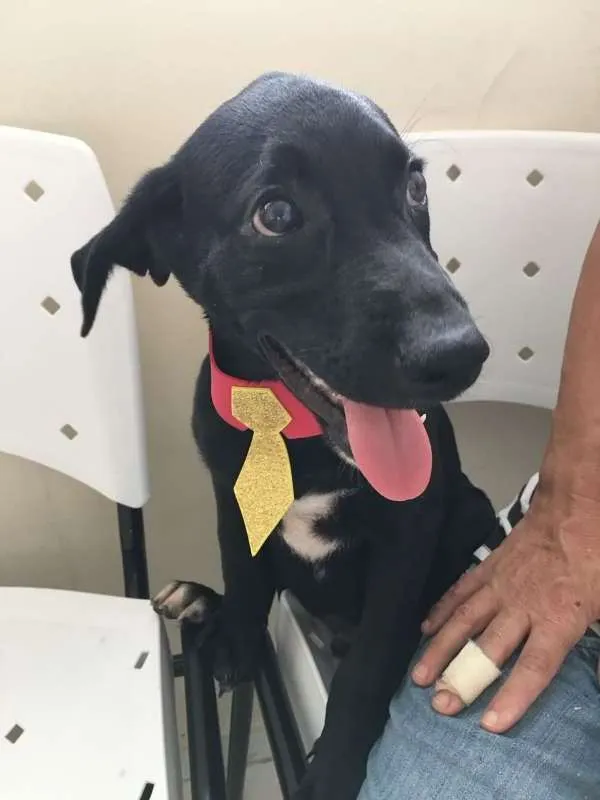 Cachorro ra a SRD idade 2 a 6 meses nome TOTÓ
