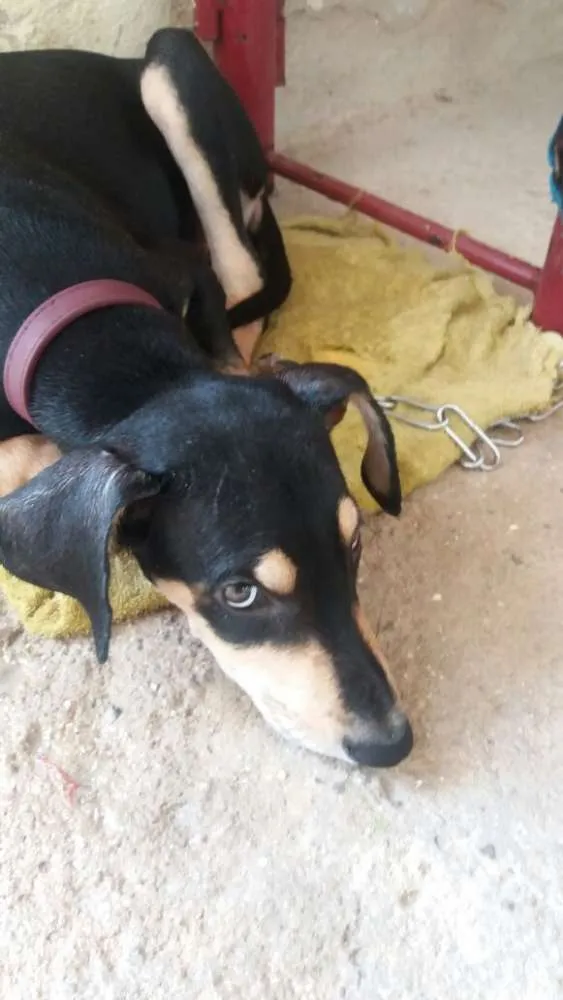 Cachorro ra a SRD idade 2 a 6 meses nome Sem nome