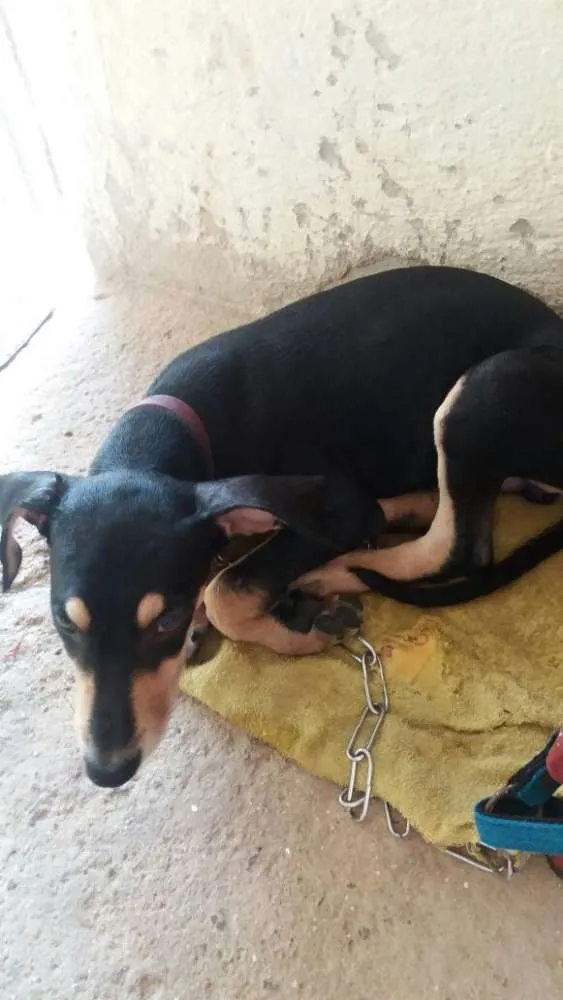 Cachorro ra a SRD idade 2 a 6 meses nome Sem nome