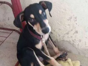 Cachorro raça SRD idade 2 a 6 meses nome Sem nome