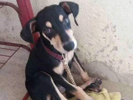 Cachorro ra a SRD idade 2 a 6 meses nome Sem nome
