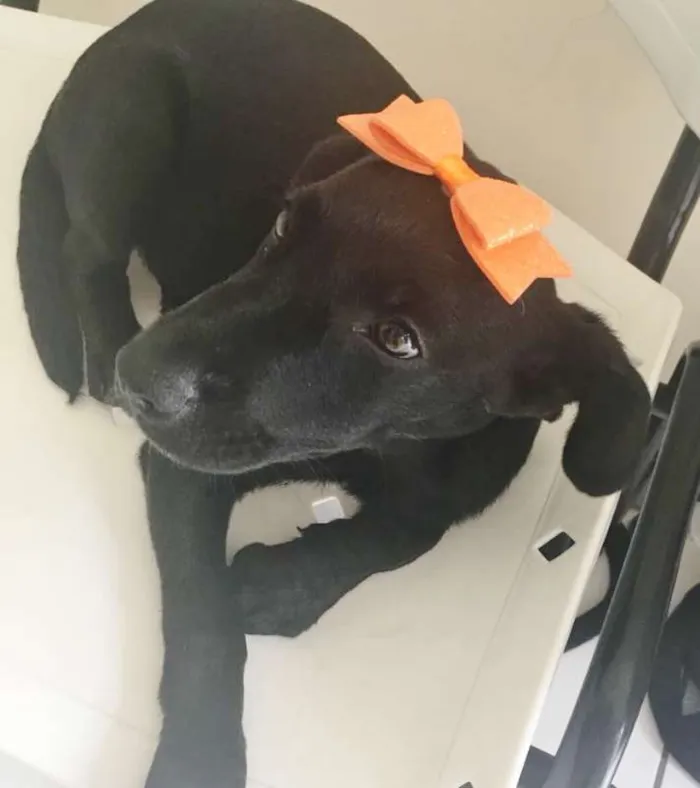 Cachorro ra a SRD idade 2 a 6 meses nome TATÁ