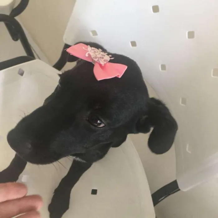 Cachorro ra a SRD idade 2 a 6 meses nome TATÁ