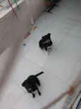 Tiffany e Flora