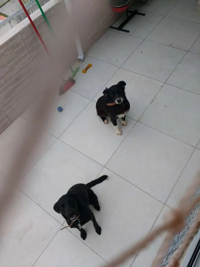 Cachorro ra a Srd idade 5 anos nome Tiffany e Flora