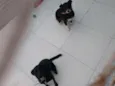 Tiffany e Flora