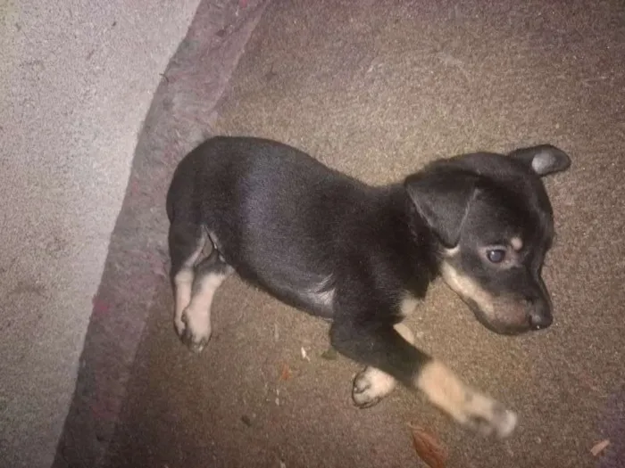 Cachorro ra a SRD idade Abaixo de 2 meses nome Filhotes