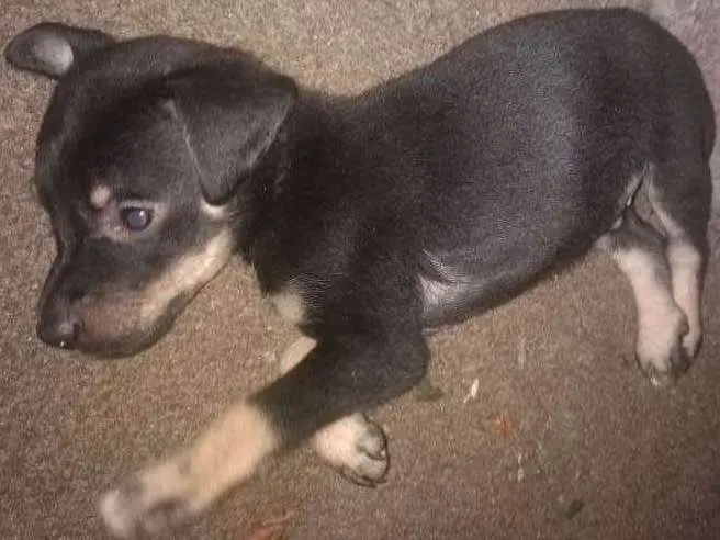 Cachorro ra a SRD idade Abaixo de 2 meses nome Filhotes