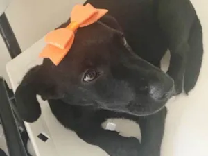Cachorro raça SRD idade 2 a 6 meses nome TATÁ
